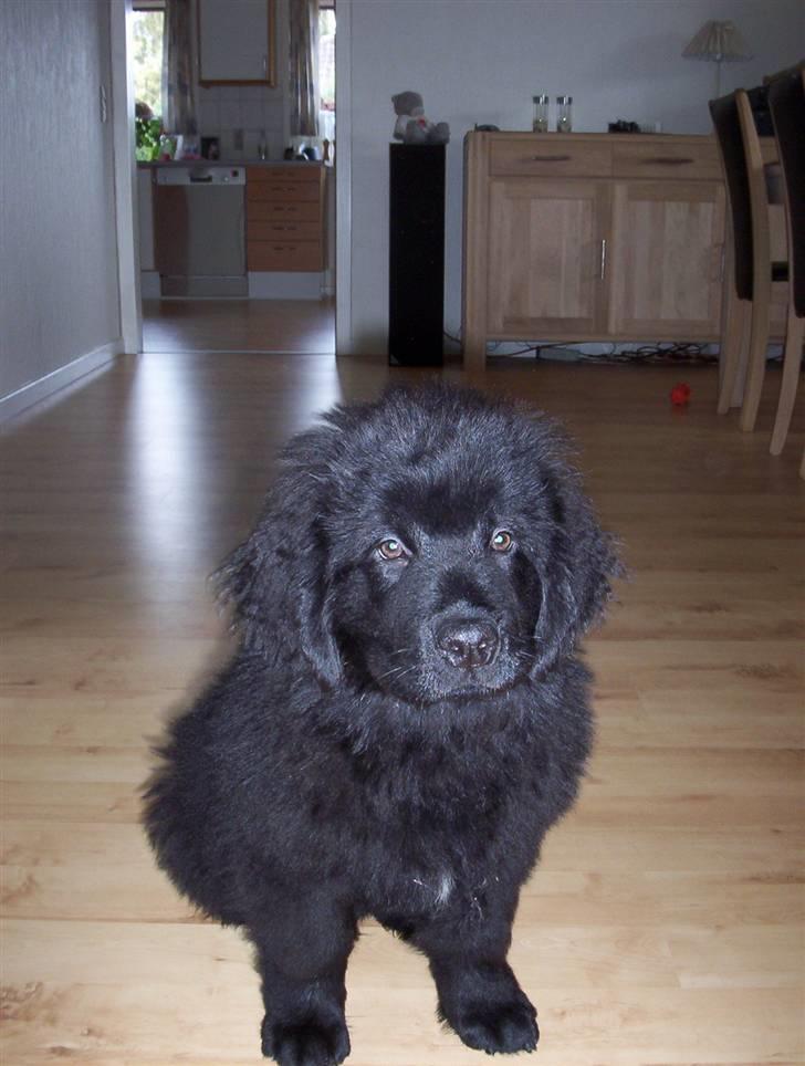 Newfoundlænder Bamse billede 3