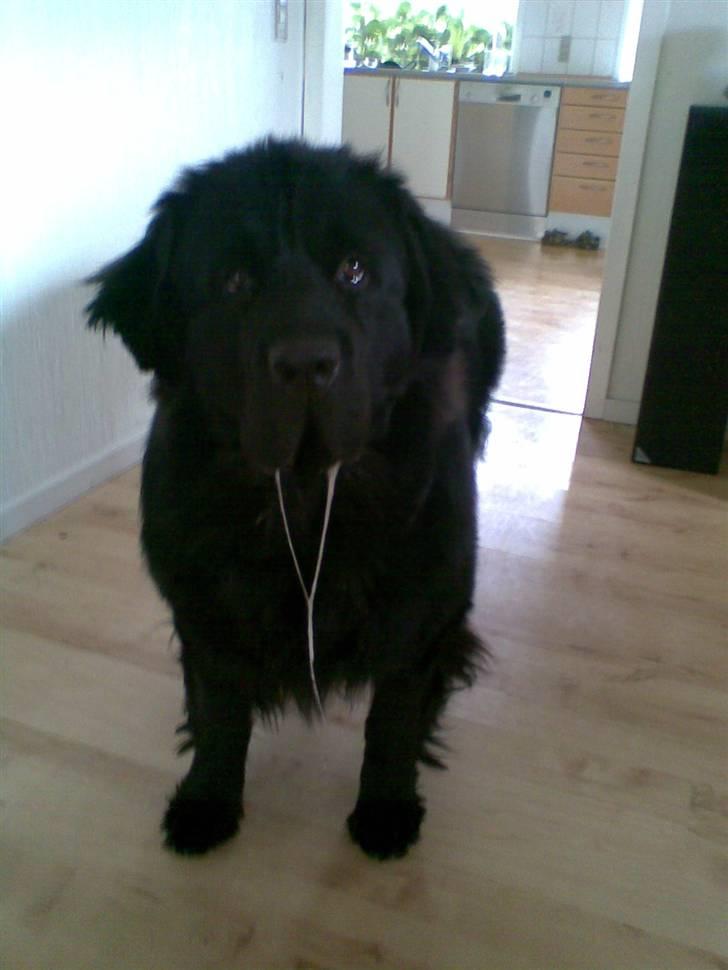 Newfoundlænder Bamse billede 4