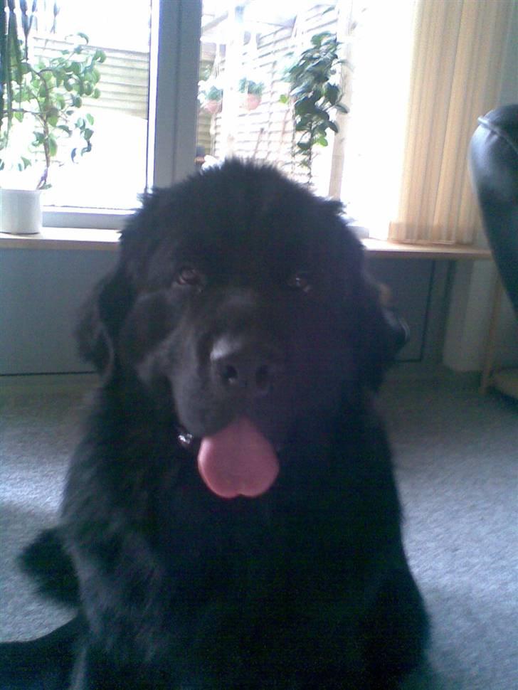 Newfoundlænder Bamse billede 5