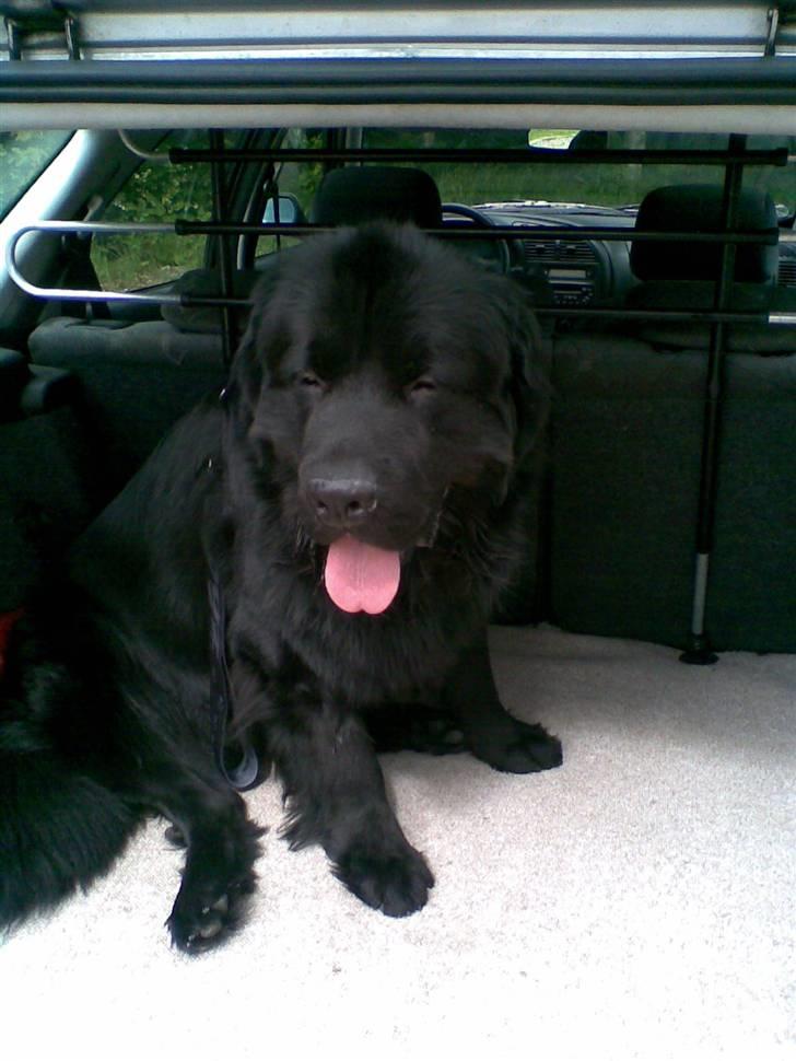 Newfoundlænder Bamse billede 6