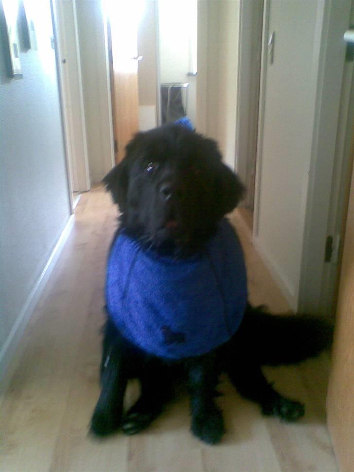 Newfoundlænder Bamse billede 7