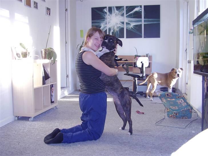 Amerikansk staffordshire terrier Chanti R.I.P billede 6