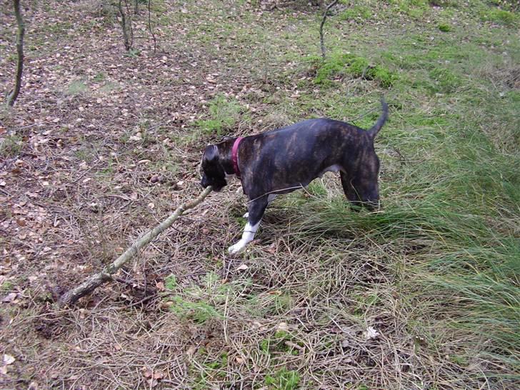 Amerikansk staffordshire terrier Chanti R.I.P billede 7