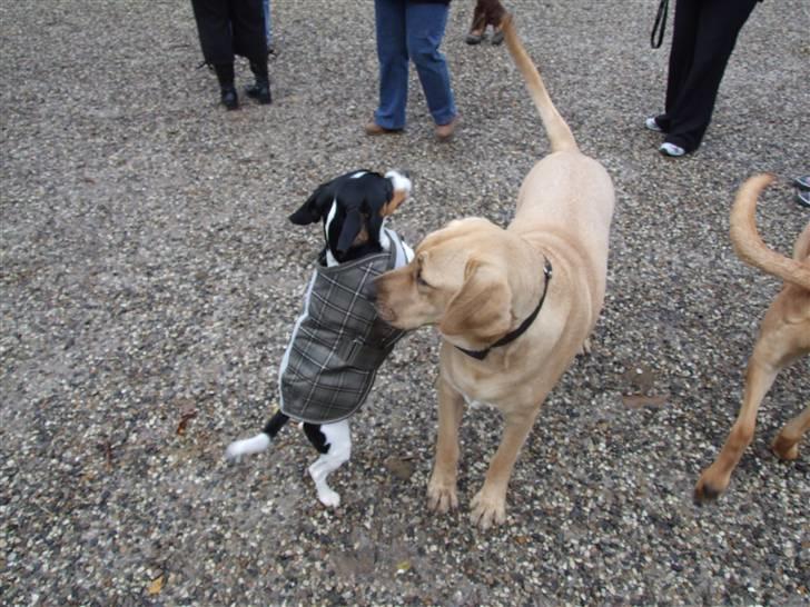 Blanding af racer gangster - lige en lille leg med en ven thor billede 9