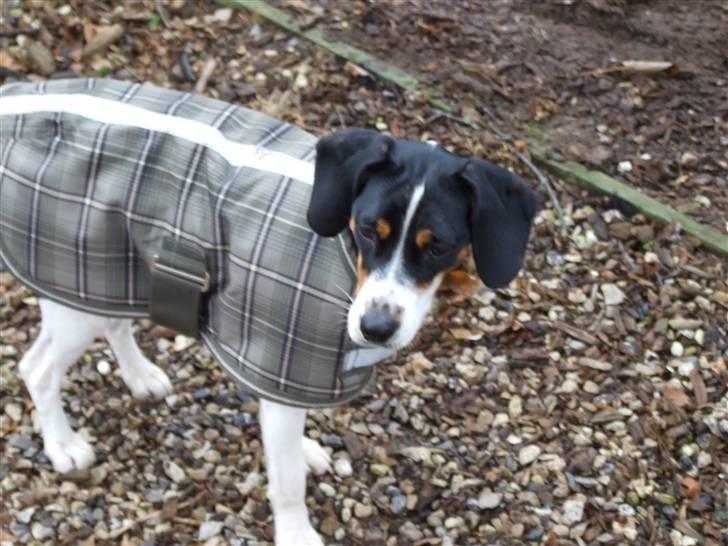 Blanding af racer gangster - lille gangster billede 10