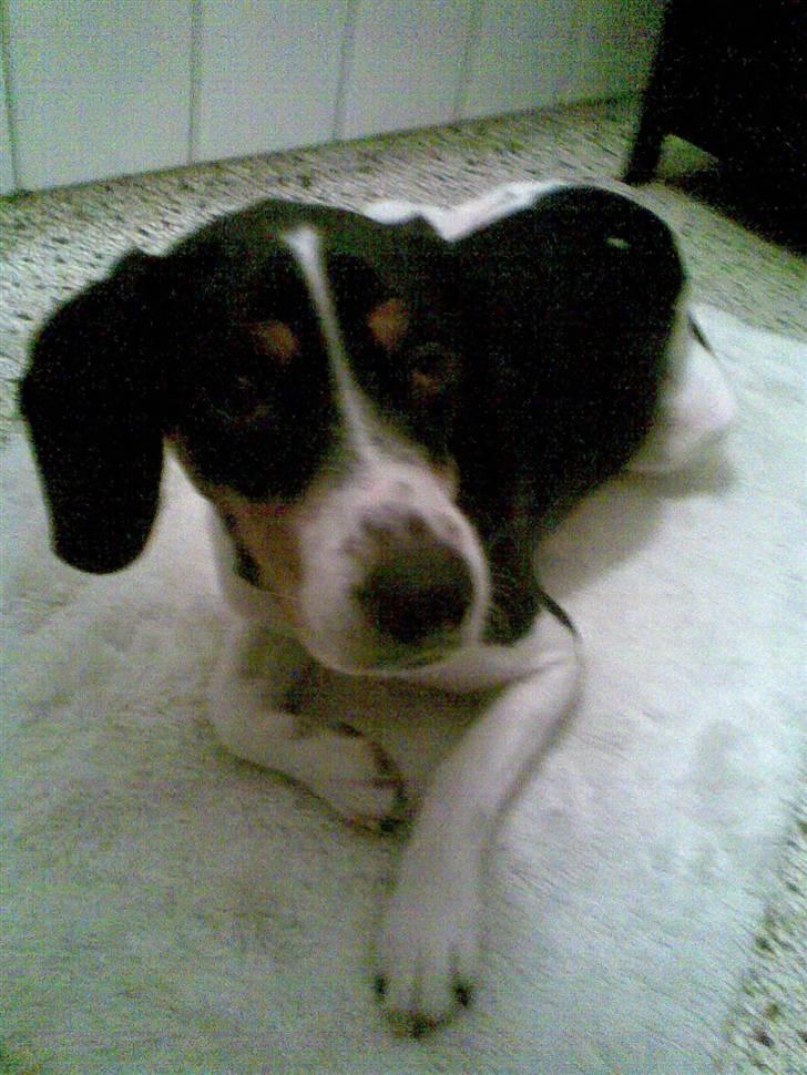 Blanding af racer gangster billede 11