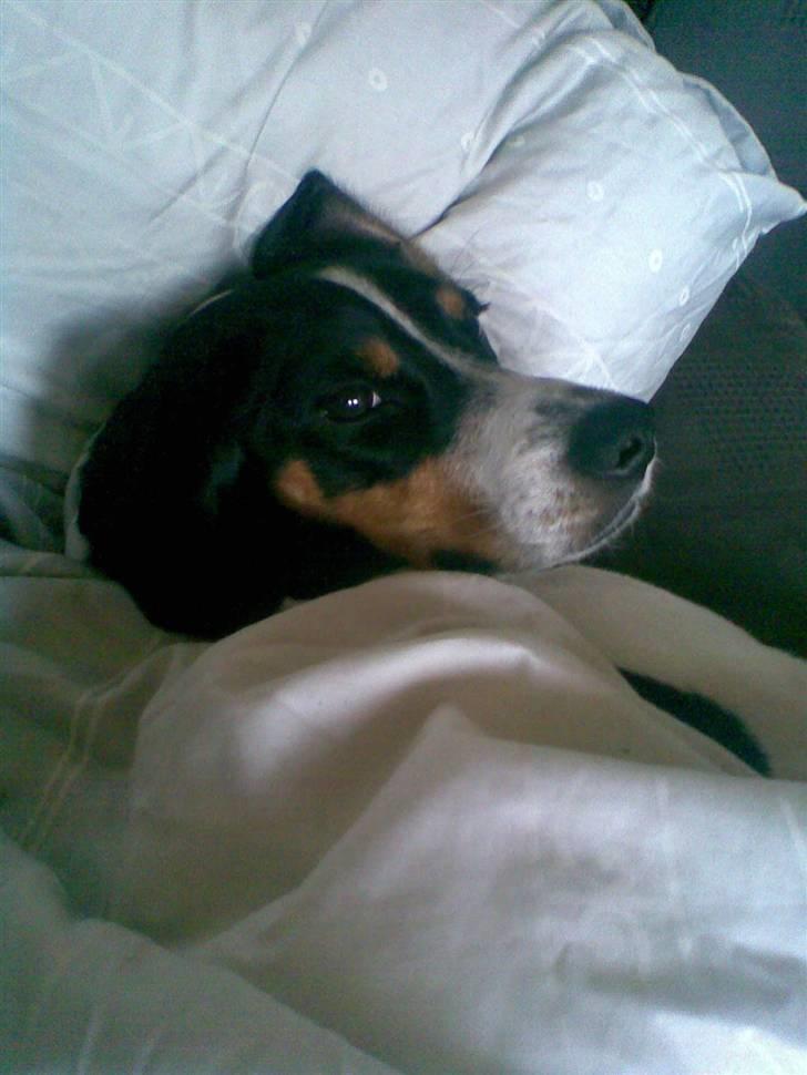 Blanding af racer gangster billede 12