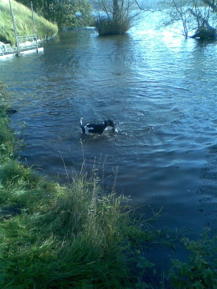 Blanding af racer gangster billede 13