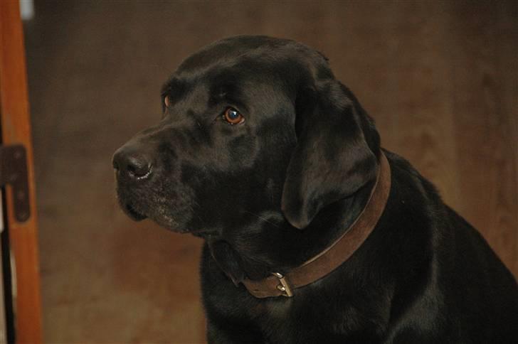 Labrador retriever teddy billede 8