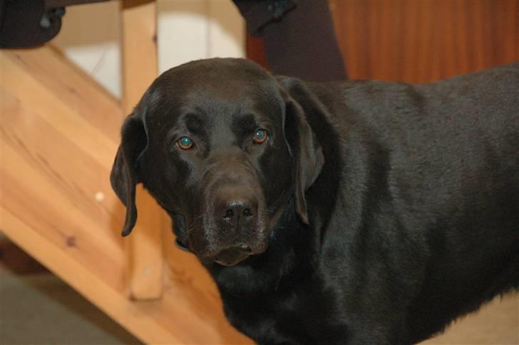 Labrador retriever teddy billede 9