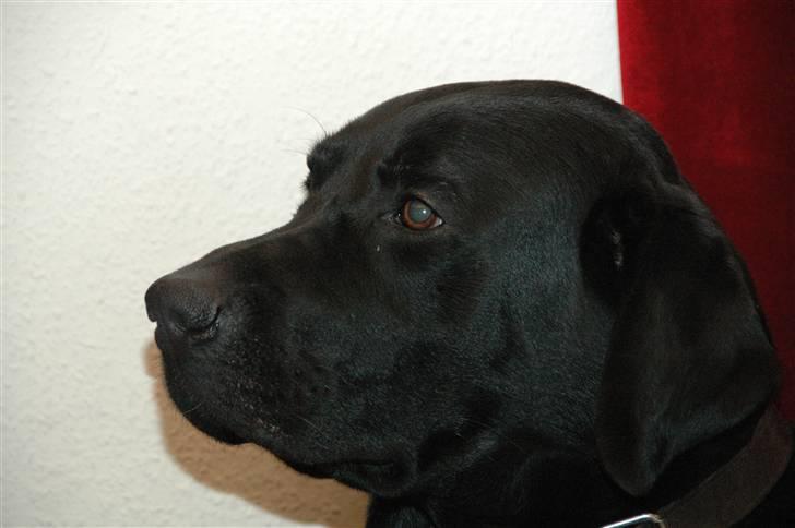 Labrador retriever teddy billede 10