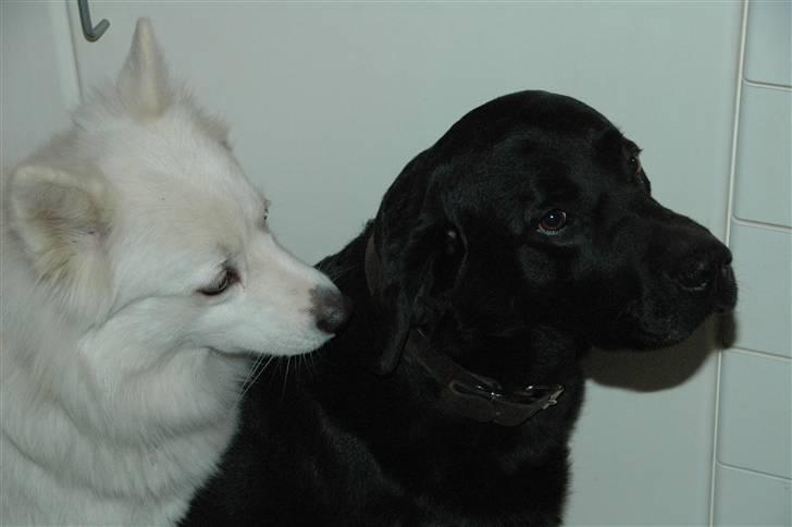 Samojedhund Mimmi billede 8