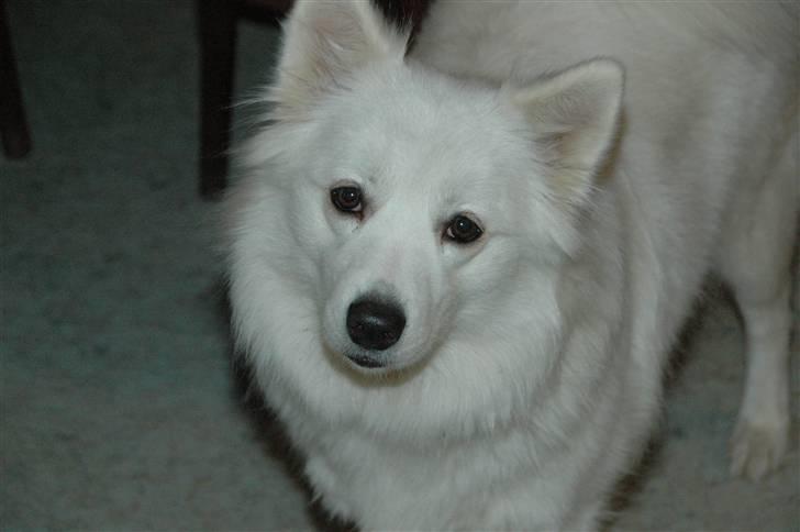 Samojedhund Mimmi billede 9