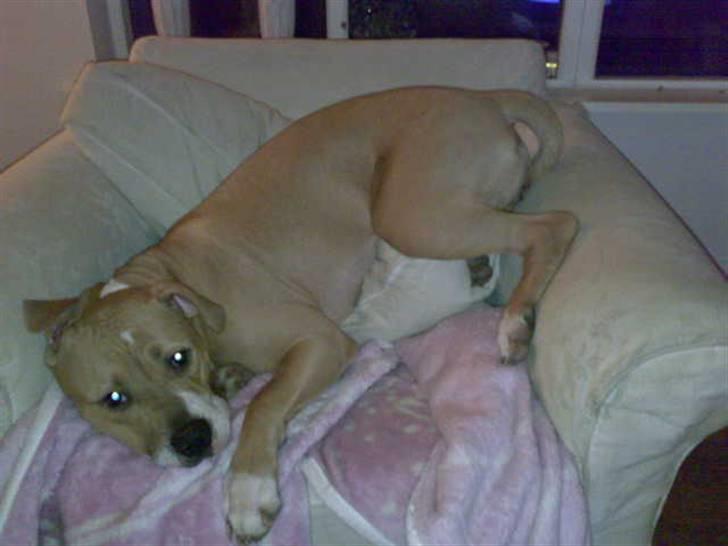 Amerikansk bulldog Baily billede 9