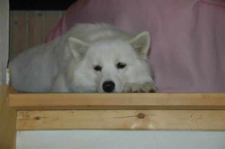 Samojedhund Mimmi billede 10