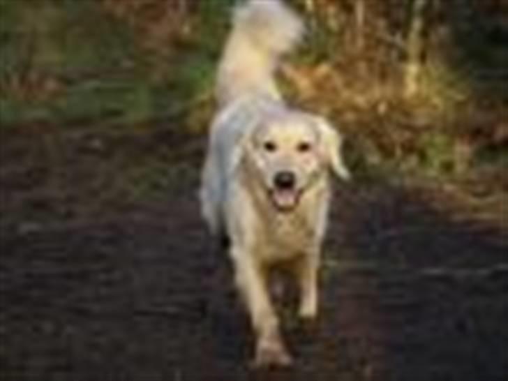 Golden retriever Oskar billede 6