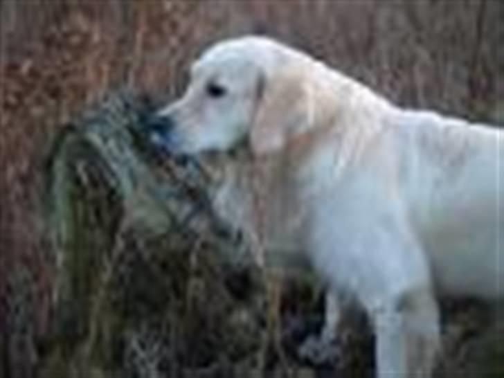 Golden retriever Oskar billede 7