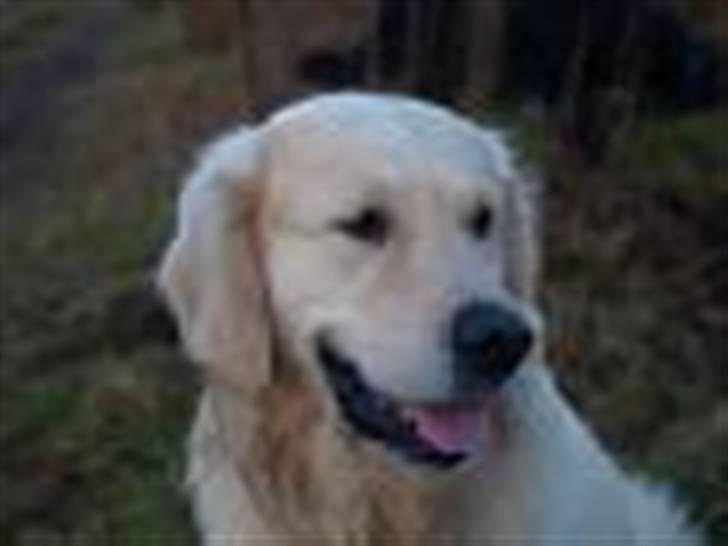 Golden retriever Oskar billede 8