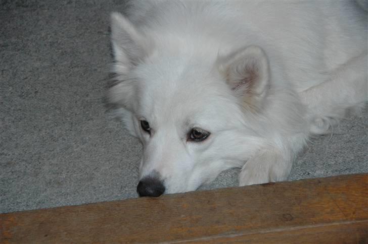 Samojedhund Mimmi billede 11