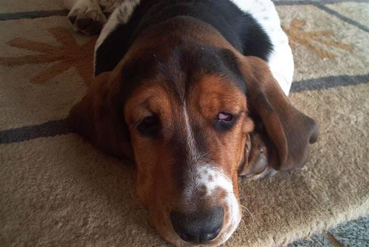 Basset hound Ludvig billede 10