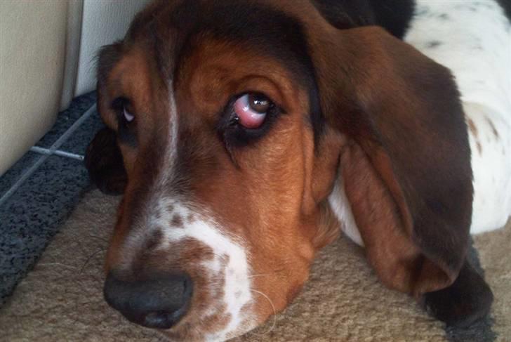 Basset hound Ludvig billede 11