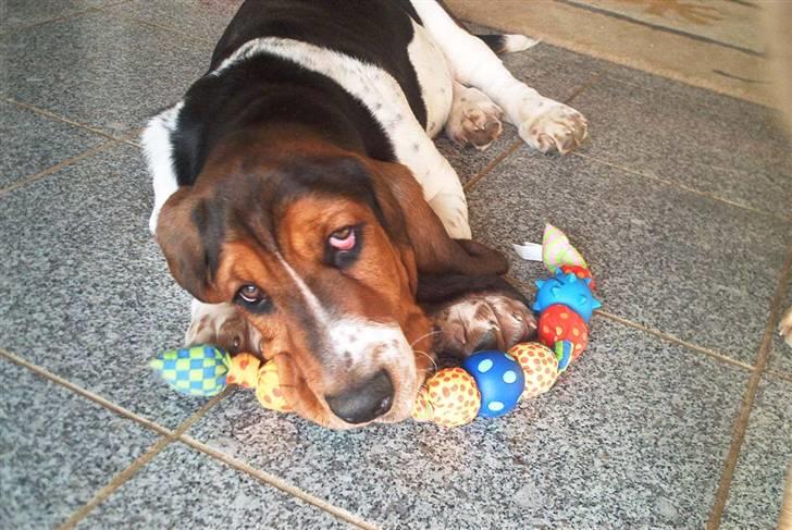 Basset hound Ludvig billede 12