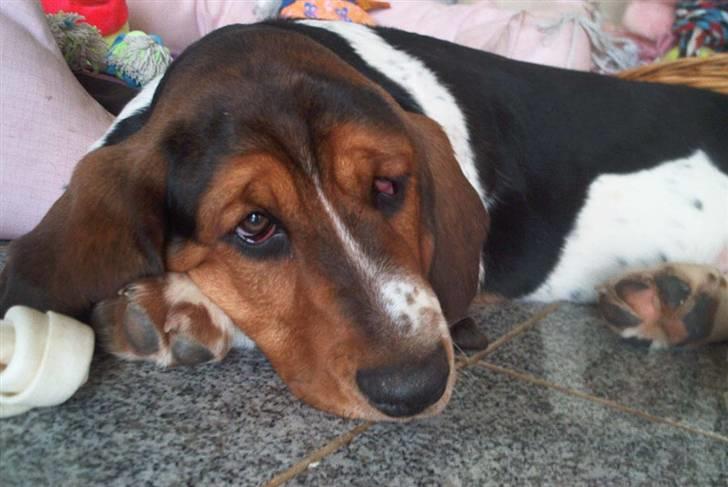 Basset hound Ludvig billede 13
