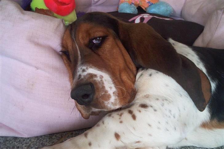Basset hound Ludvig billede 14