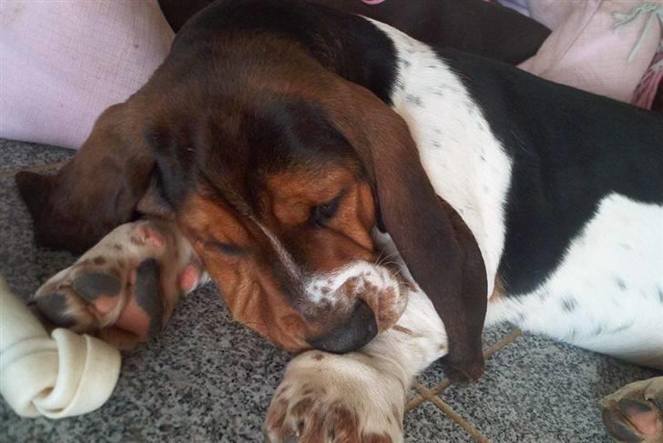 Basset hound Ludvig billede 15
