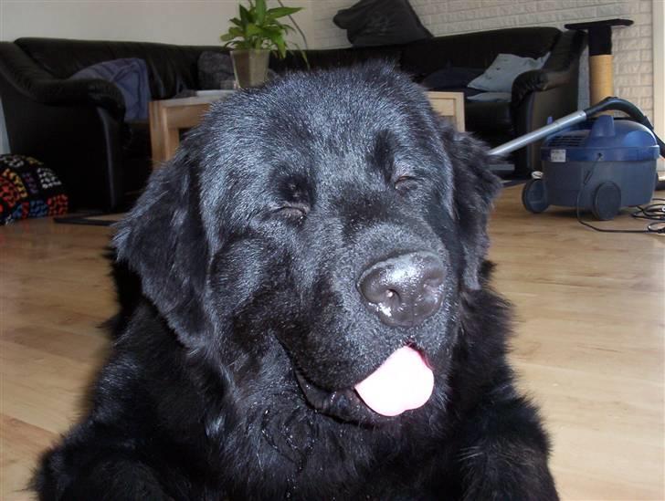 Newfoundlænder Bamse billede 9