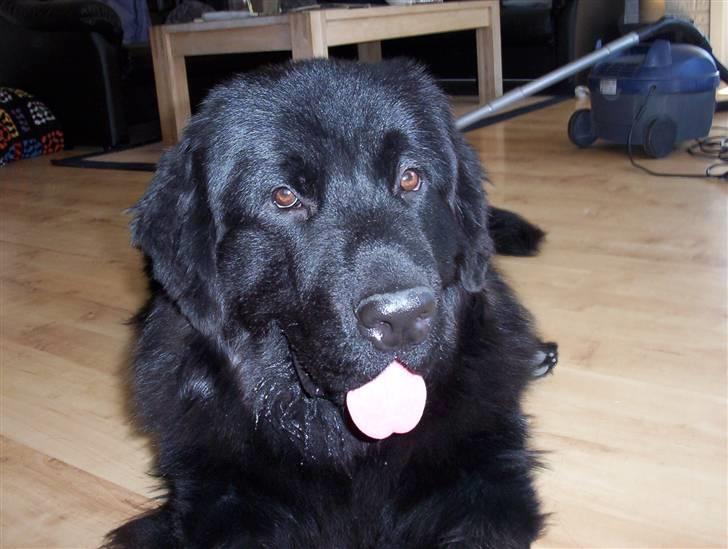 Newfoundlænder Bamse billede 10