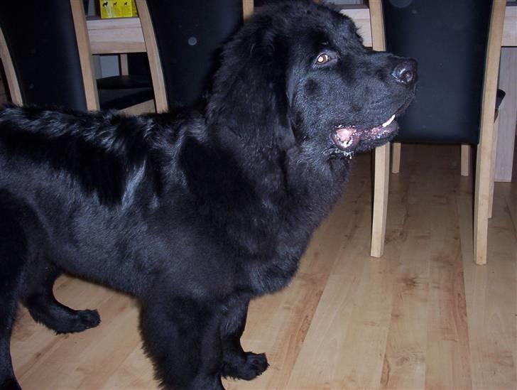 Newfoundlænder Bamse billede 11