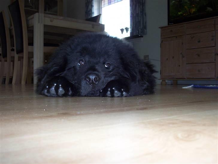 Newfoundlænder Bamse billede 12