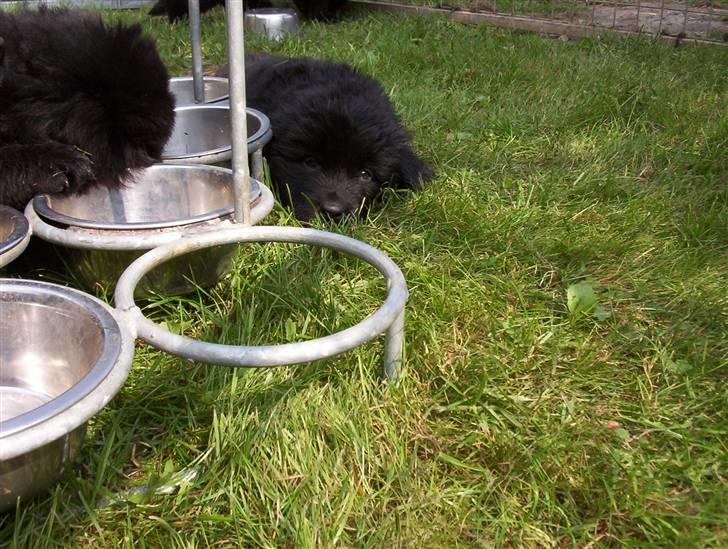 Newfoundlænder Bamse billede 13