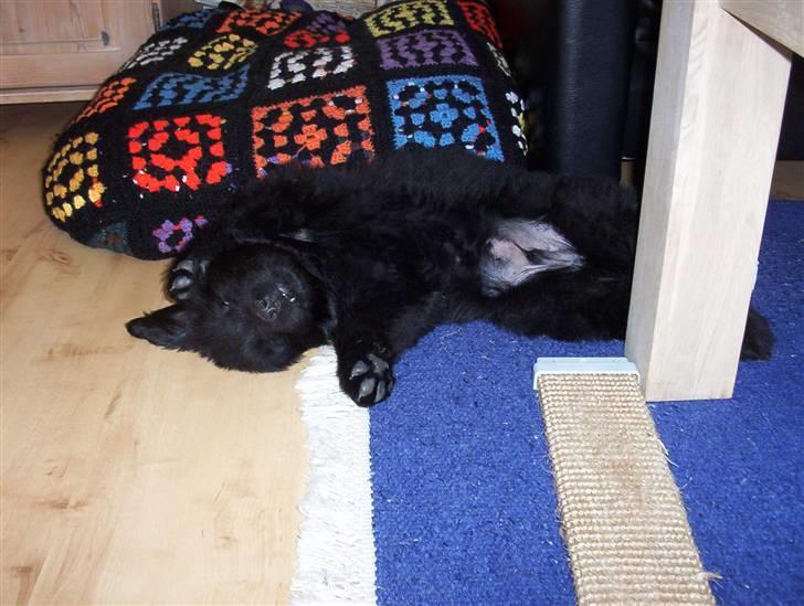 Newfoundlænder Bamse billede 14