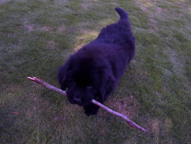 Newfoundlænder Bamse billede 15