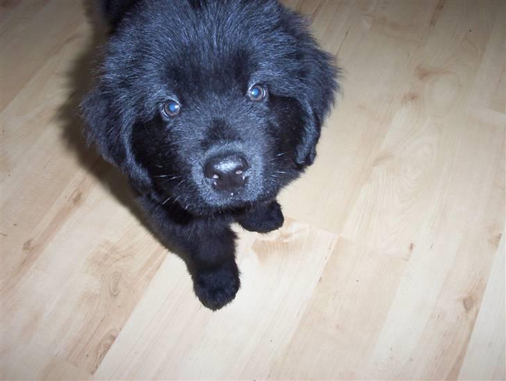 Newfoundlænder Bamse billede 16