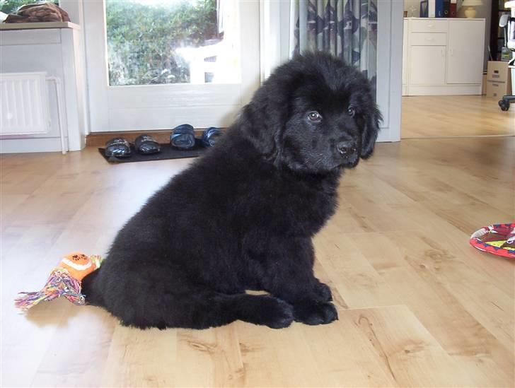 Newfoundlænder Bamse billede 17