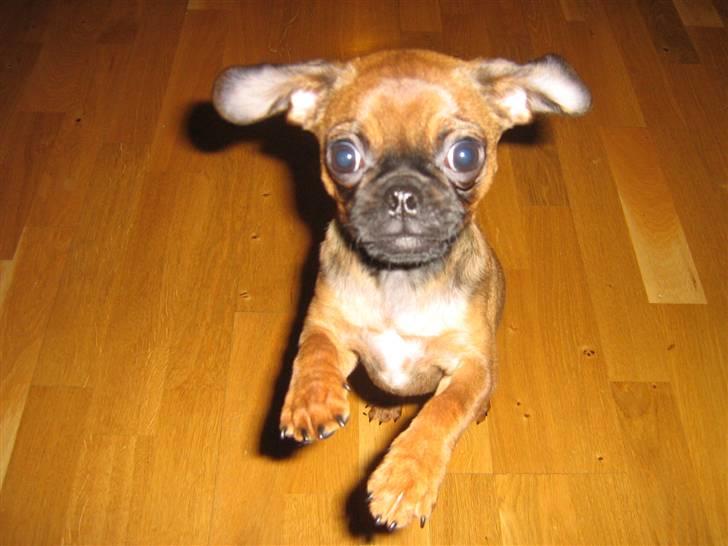 Blanding af racer Gaia - Weeee.... billede 5