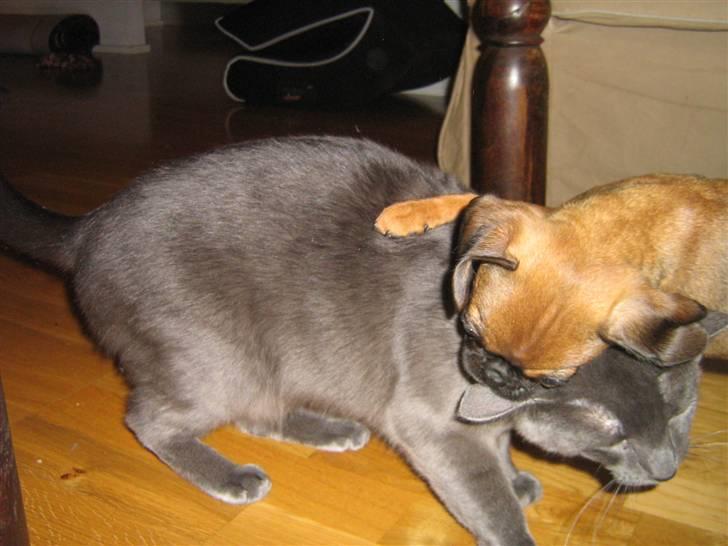 Blanding af racer Gaia - Gaias katte-søster Mille.. De elsker at lege fangeleg gennem hele lejligheden billede 6