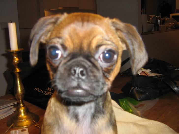 Blanding af racer Gaia - Hvad??? billede 7