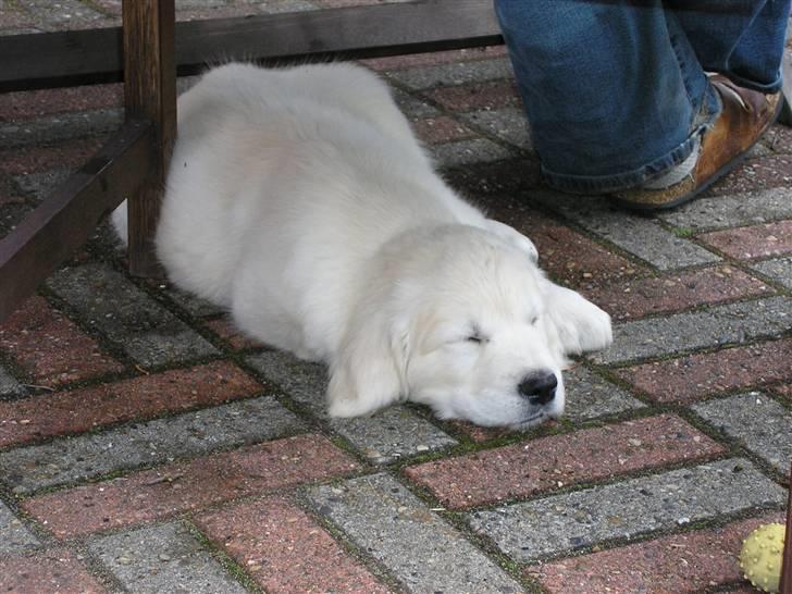 Golden retriever Oskar billede 9