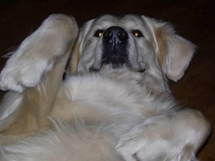 Golden retriever Oskar billede 10