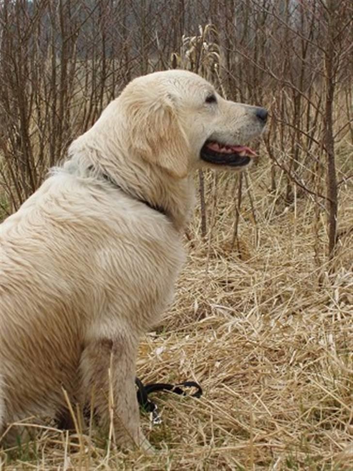 Golden retriever Oskar billede 11
