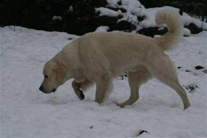 Golden retriever Oskar billede 12