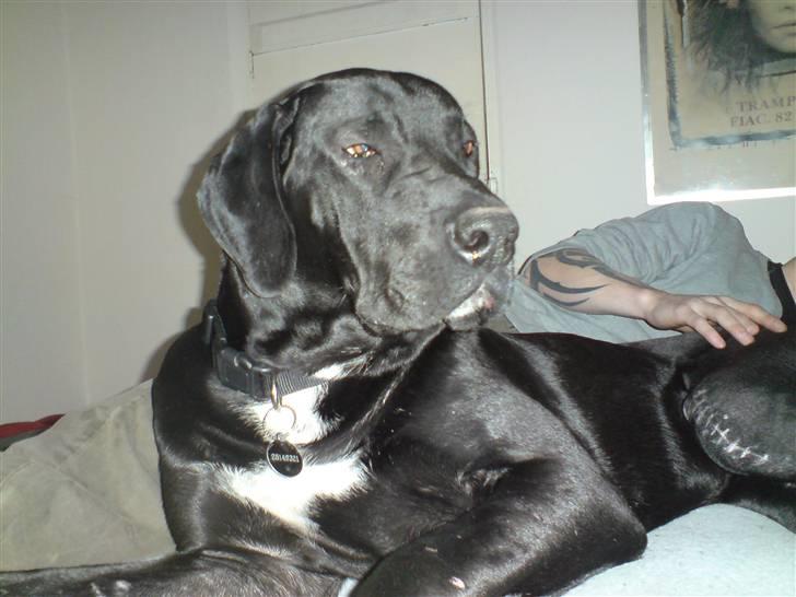 Blanding af racer Pølle 3/4 gd 1/4 rw - Pølle elsker at putte... kan sagtens tage en lille lur på en halv dag... billede 1