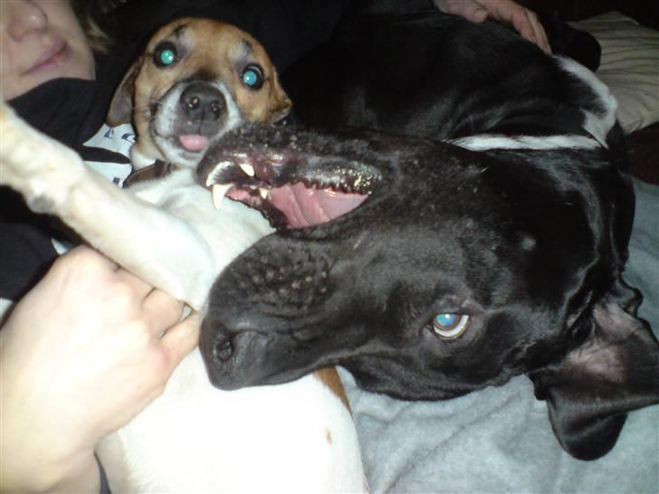 Blanding af racer Pølle 3/4 gd 1/4 rw - Leger tyggedyr med Egon billede 2