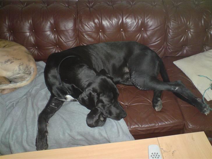 Blanding af racer Pølle 3/4 gd 1/4 rw billede 3