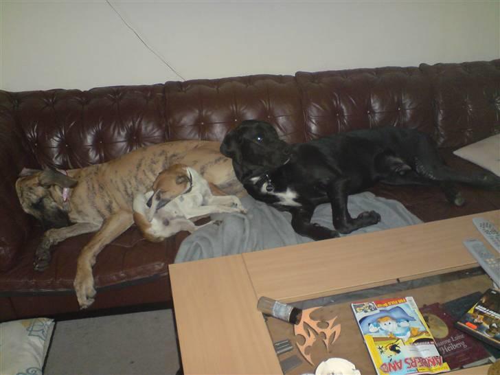 Blanding af racer Pølle 3/4 gd 1/4 rw - Her putter han på sofaen med Dollar og Egon, de fylder jo ingenting... *G* billede 4