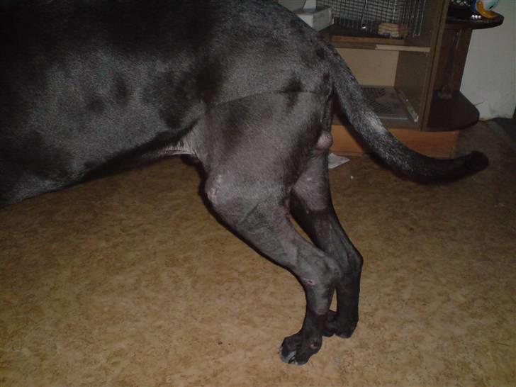 Blanding af racer Pølle 3/4 gd 1/4 rw - efter gipsen kom af i Januar billede 6